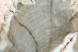 Long Petrified Wood (Araucaria) Limb - Madagascar #158129-1